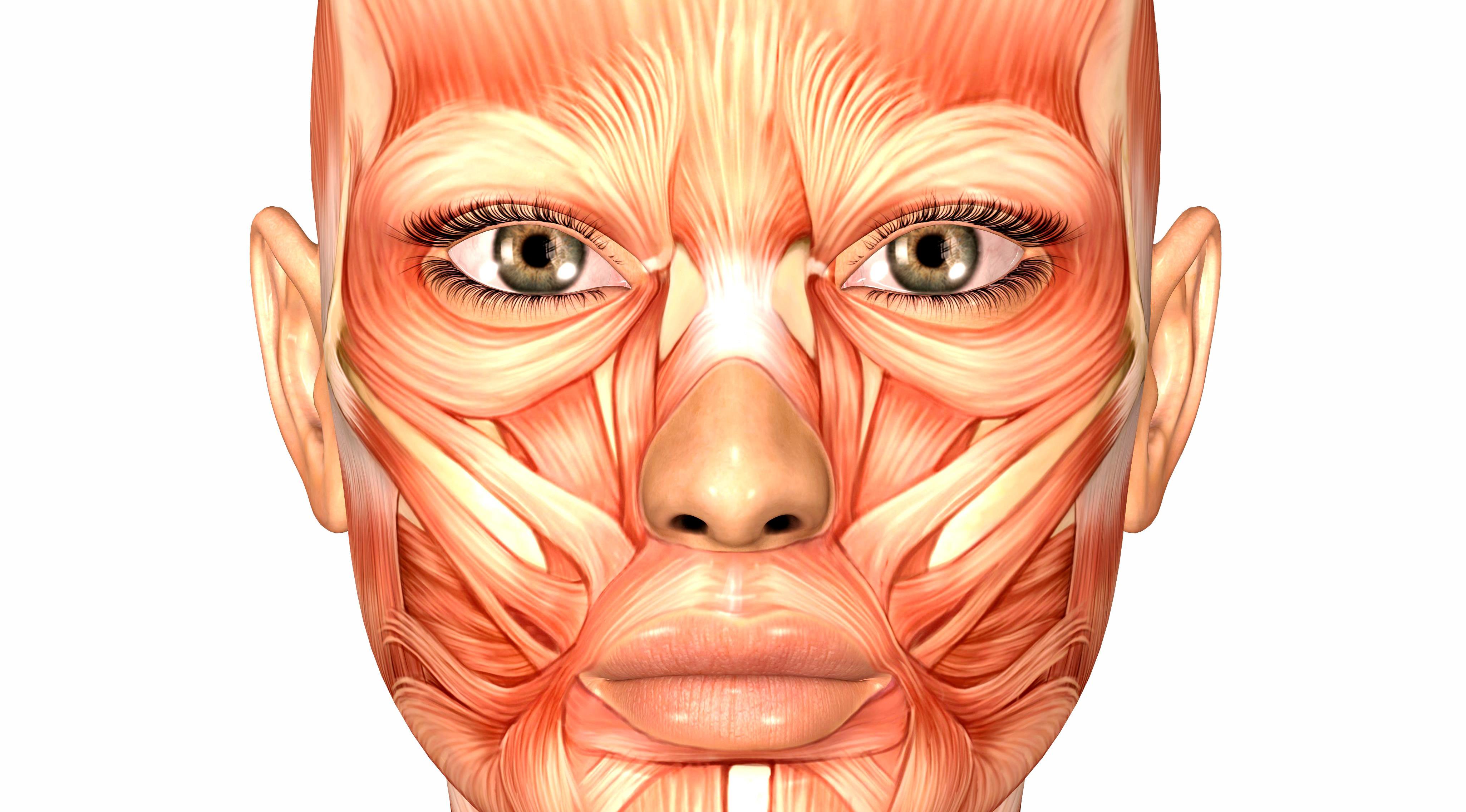 Dr Sotirios Foutsizoglou to write regular anatomy column for Aesthetic Medicine magazine