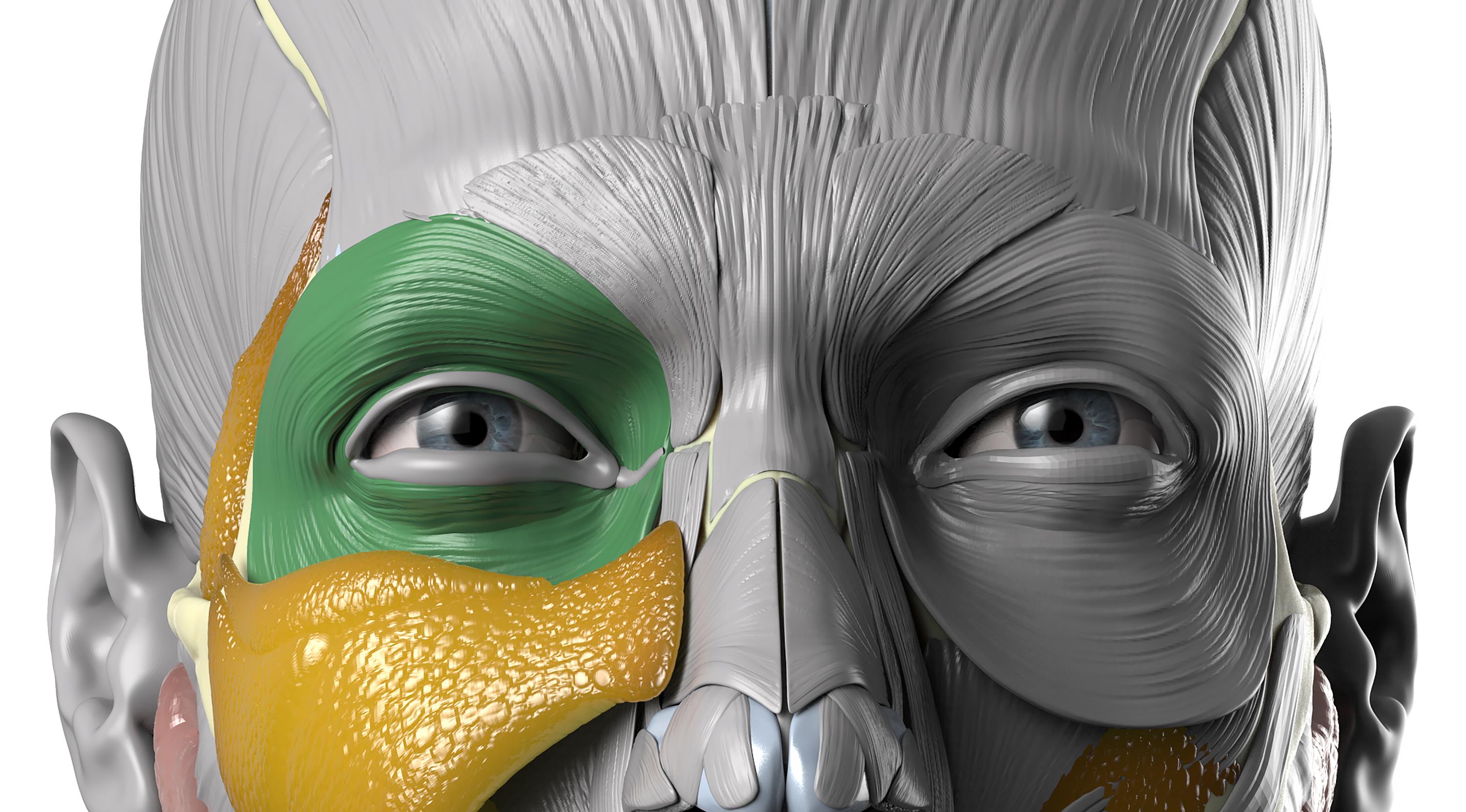 New anatomy-based dermal fillers complications management course launched