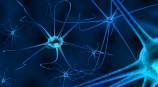 Study shows botulinum toxin travelling in nerves