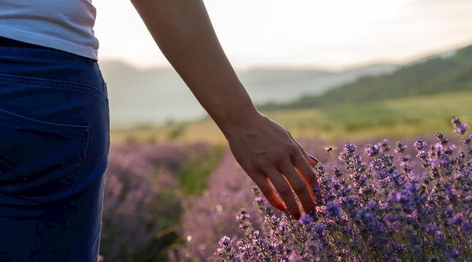 Aromatherapy series: how lavender oil can soothe and heal skin