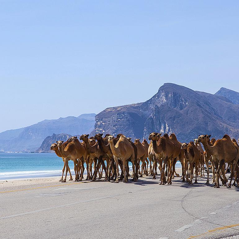 July 23, Renaissance Day Oman