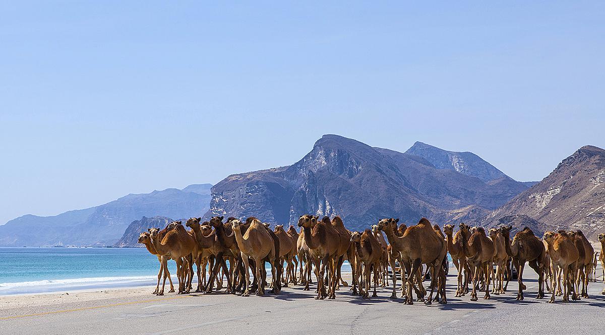July 23, Renaissance Day Oman