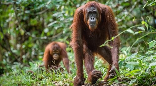 New product from 5 Squirrels to benefit Orangutan Foundation