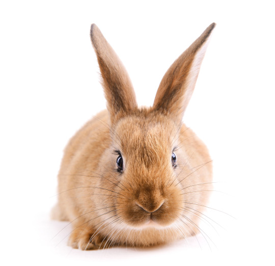 “Not tested on animals” is key beauty product claim for consumers