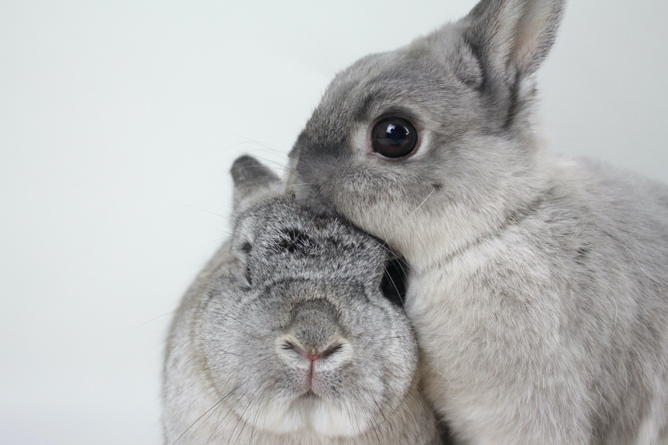 Cruelty Free International asks for candidates’ commitment on phase-out of animal testing in the UK