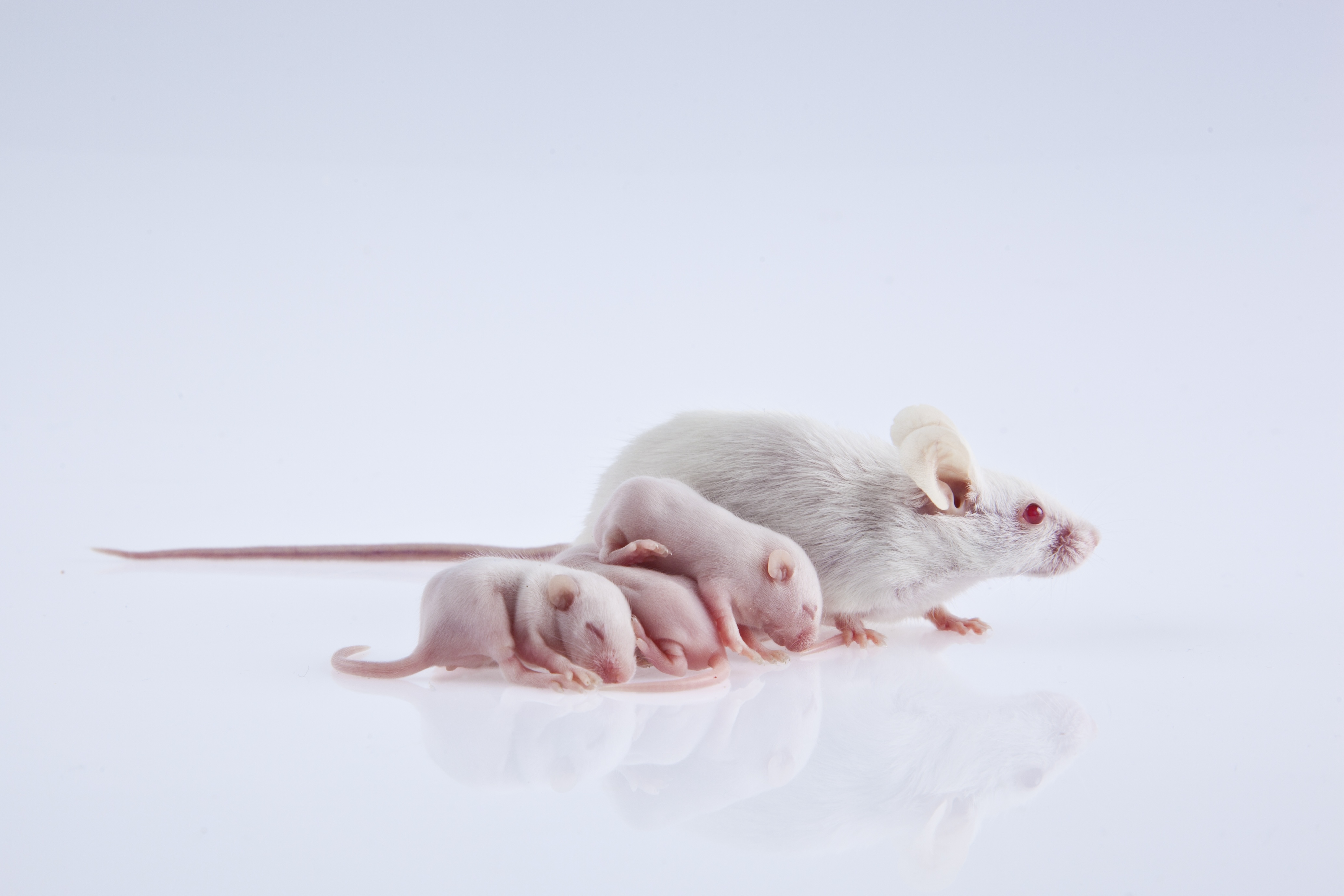 “Supermodel Granny” drug shows promise in extending lifespan