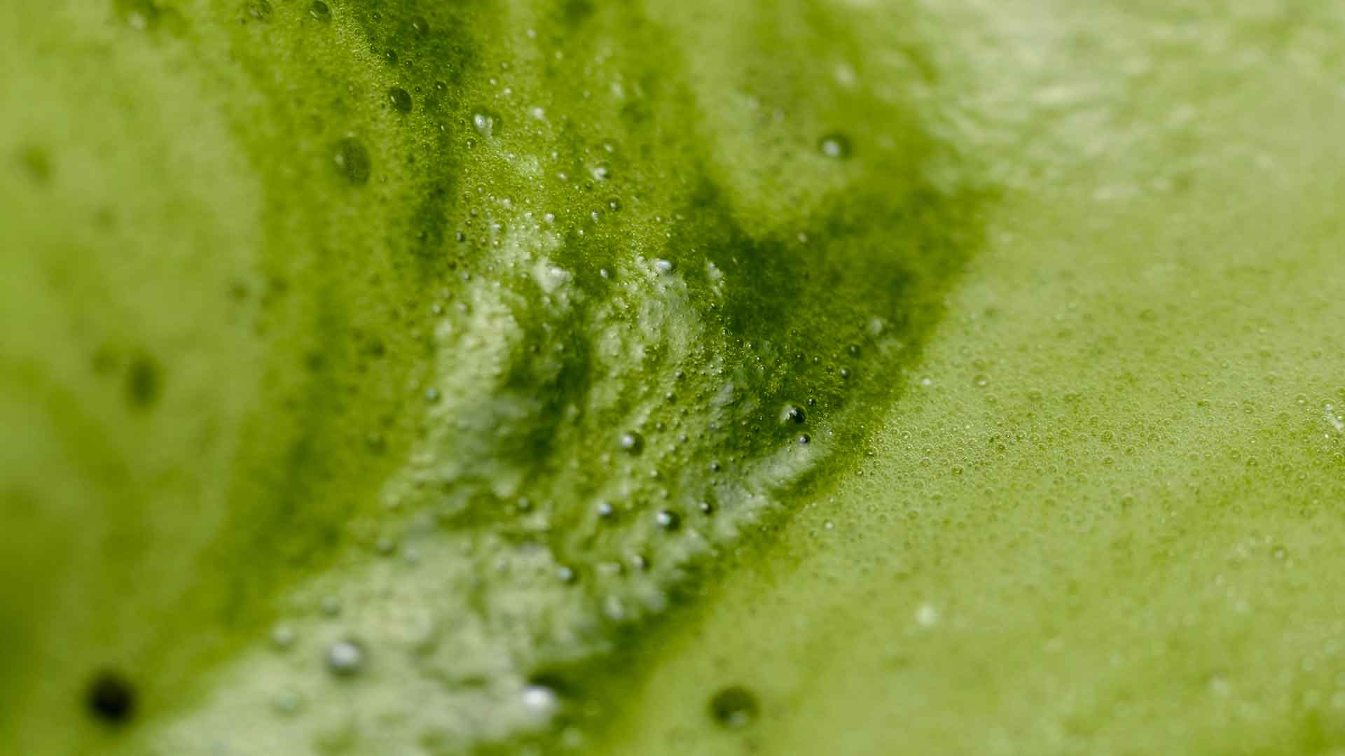 Does Drinking Matcha Cause Hair Loss? What Hairdressers Need to Know