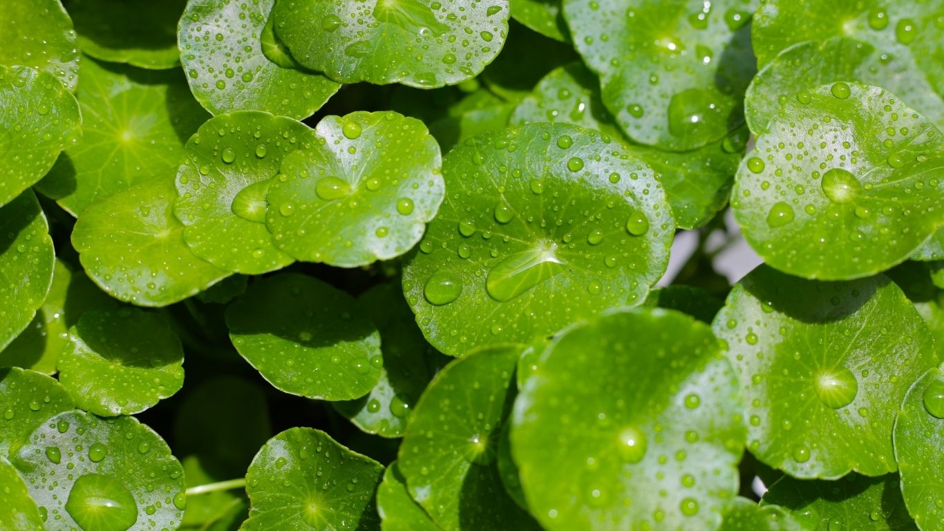 What is centella asiatica and how is it used in skincare?