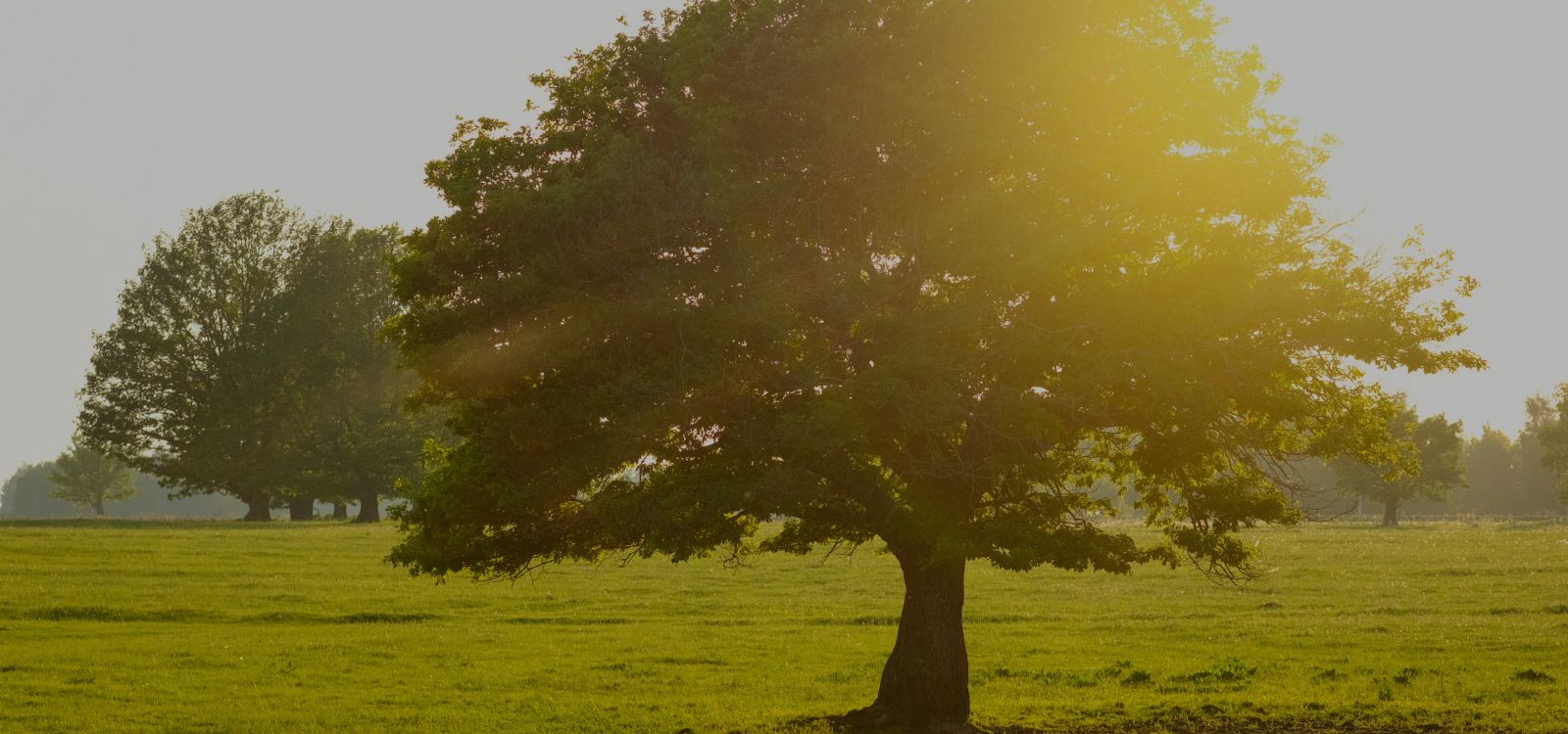 Entrevista a Carmen Silva (Euromonitor International): la longevidad como eje estratégico del futuro de la belleza