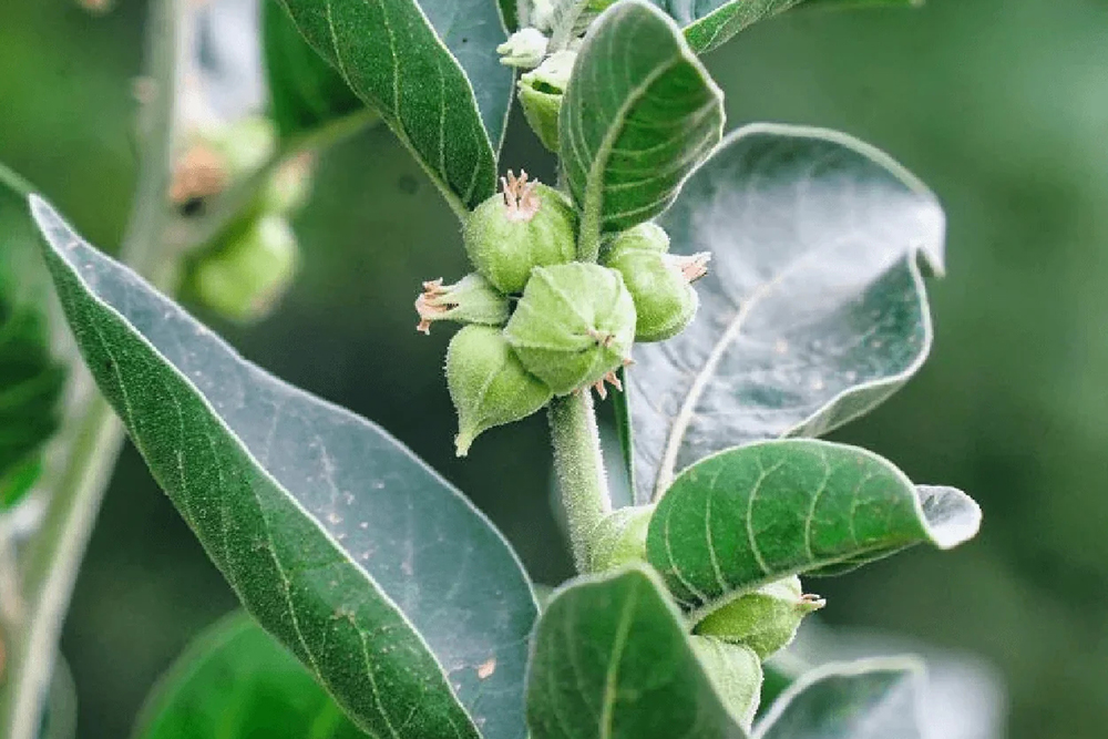 Ashwagandha: el activo adaptógeno que gana protagonismo en el cuidado de la piel