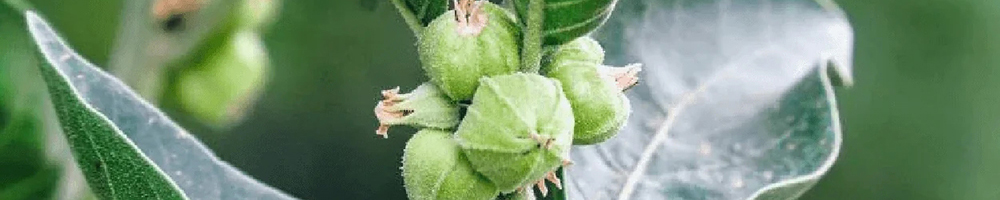 Ashwagandha: el activo adaptógeno que gana protagonismo en el cuidado de la piel